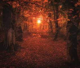Magical sun light in autumn forest