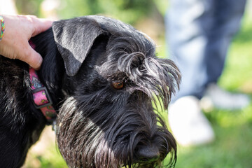 Black shaggy dog with long bangs covering his eyes, Giant Schnauzer breed, with his owner. selective focus