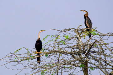 Pair of Oriental Darter in Khijadiya Bird Sanctuary.