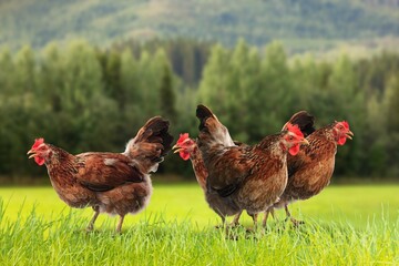 This beautiful free-range  chickens at field