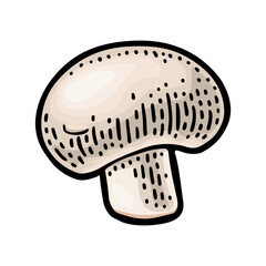 Champignon. Vintage color vector engraving illustration on white