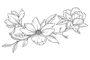 Magnolia Line Drawing. Black and white Floral Bouquets. Flower Coloring Page. Floral Line Art. Fine Line Magnolia  illustration. Hand Drawn flowers. Botanical Coloring. Wedding invitation flowers © Xenia