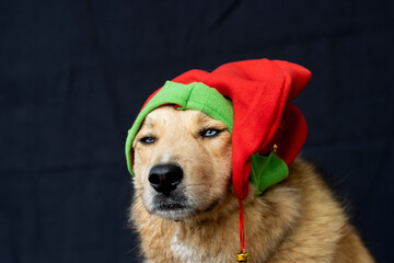 tan dog with blue eyes wearing elf hat for Christmas, on black background