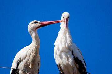 Stork Game