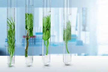 scientist working with green plant or herb in tube