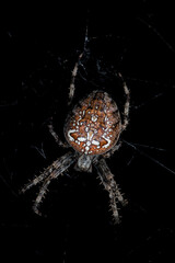 Une femelle de l'Epeire diadème sur sa toile (Araneus diadematus) la nuit