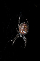 Une femelle de l'Epeire diadème sur sa toile (Araneus diadematus) la nuit