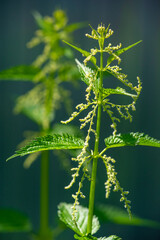 Nettle leaves are a natural remedy for various health problems. Green nettle leaf contains...