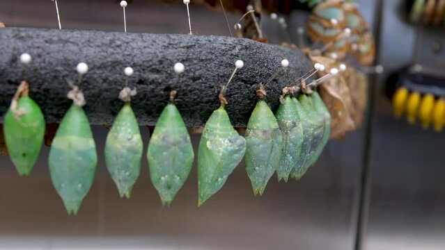 Amazing moment ,Monarch Butterfly, pupae and cocoons are suspended. Concept transformation of Butterfly Victoria Butterfly Gardens