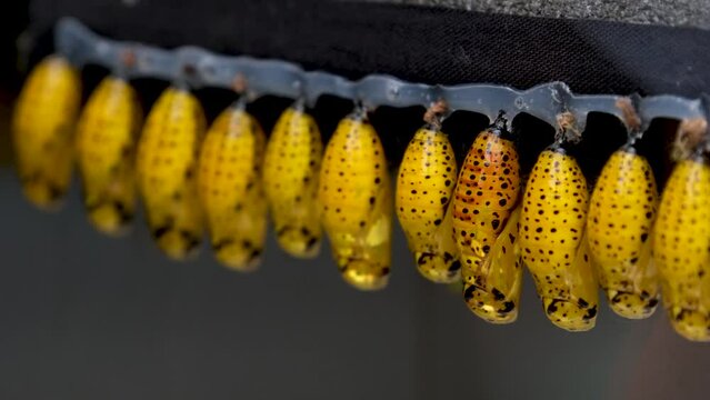 Newborn butterfly and the yellow cocoons pupae