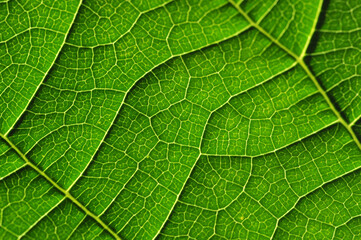 green leaf close-up. Explore the hidden beauty of vibrant greenery Dive into the secrets of nature...