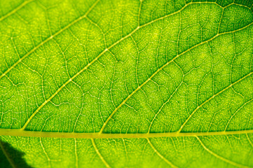 green leaf close-up. Explore the hidden beauty of vibrant greenery up close Uncover the secrets of nature that lie just below the surface Take an ethereal journey through mesmerizing landscapes.