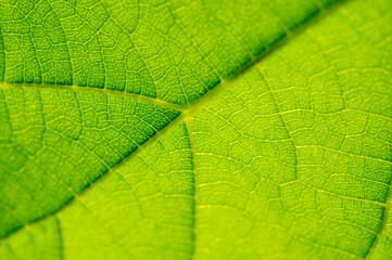 green leaf close-up. Explore the hidden beauty of vibrant greenery up close Discover the secrets of nature beneath the surface Immerse yourself in the captivating charm of unearthly revelations