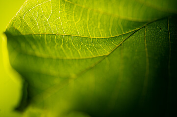 green leaf close-up. Explore the hidden beauty of vibrant greenery up close Discover the secrets of...