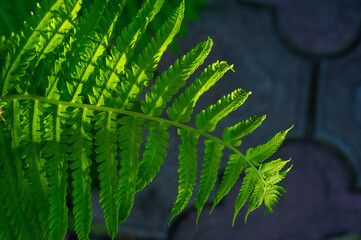 The fern leaf is the main focus of the concept. The concept includes elements such as...