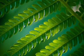 Celebrate the beauty of nature with a fern leaf. Feel the vibrancy and freshness of this...