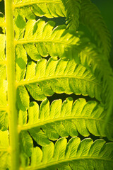 Fern-Themed Design Elements for Various Applications Create a botanical and natural look with fern...