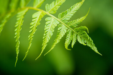Design elements on the theme of fern leaves and plants. Natural patterns and backgrounds. Tropical...