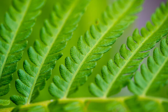 A collection of images and patterns on the theme of fern. Ideal for nature-inspired designs and decor. Can be used as a background or decorative element in a variety of projects.