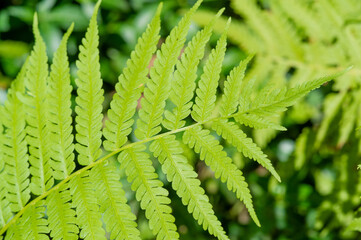 Use fern patterns to add a touch of nature to your projects. Isolated fern fronds for easy setup and placement Green foliage to add a natural touch to your projects