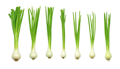 green onion isolated on transparent background cutout