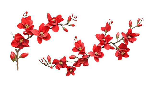 branch of red flower isolated on transparent background cutout