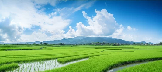 Foto op Canvas  lush green rice paddy field with vibrant green rice plants © Olga