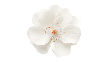 Fototapeta premium white flower gift box with ribbon isolated on transparent background cutout