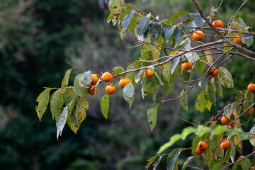 The Japanese persimmon treen. Persimon (Diospyros kaki) is an important and extensively grown fruit in China and Japan, where it is known as kaki