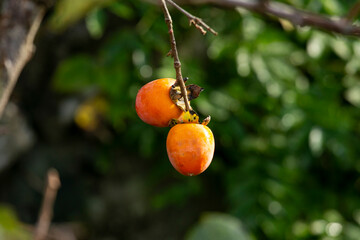 The Japanese persimmon treen. Persimon (Diospyros kaki) is an important and extensively grown fruit in China and Japan, where it is known as kaki