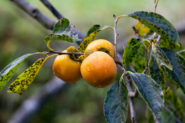 The Japanese persimmon treen. Persimon (Diospyros kaki) is an important and extensively grown fruit in China and Japan, where it is known as kaki