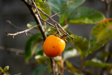 The Japanese persimmon treen. Persimon (Diospyros kaki) is an important and extensively grown fruit in China and Japan, where it is known as kaki