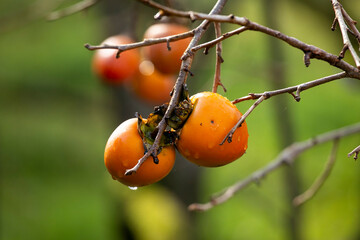 The Japanese persimmon treen. Persimon (Diospyros kaki) is an important and extensively grown fruit in China and Japan, where it is known as kaki - obrazy, fototapety, plakaty