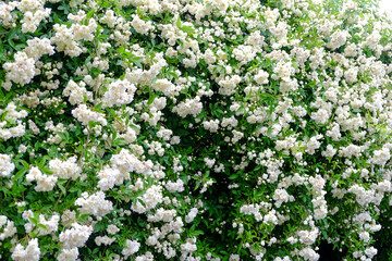 白いモッコウバラ