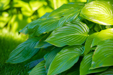 A masterpiece of nature! Look at the beauty of this vibrant green hosta leaf that radiates life and...