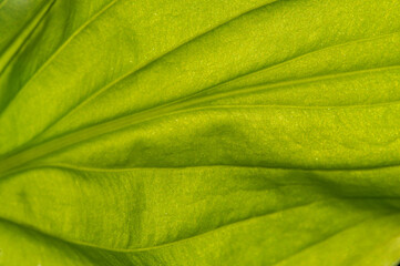 Hosta leaves have intricate veining and create a stunning display in the garden. A green...