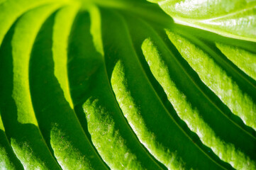Feel the envy of our exquisite hosta leaves. Appreciate the intricate veining of these green...