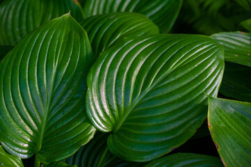 Experience the mesmerizing beauty of hosta leaves Create a soothing oasis for your eyes and soul...