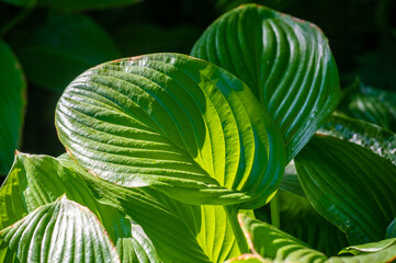 Feel the tranquility of a green oasis with hosta leaves. Indulge yourself in the mesmerizing beauty...