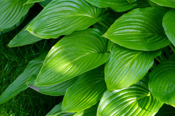 Hosta shows off nature's stunning beauty Green hosta leaves dance gracefully in the wind Nature...