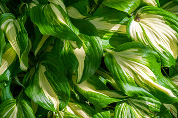 Hosta will bring the beauty of nature into your garden. Enjoy the graceful dance of hosta leaves in...