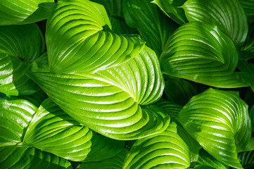 Embracing the beauty of nature, hosta reveals its magnificent green hosta leaves, dancing...
