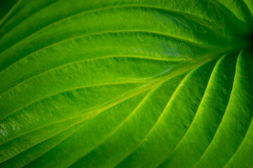 Hosta leaves create a bright and lively atmosphere in any garden. Enlivens nature's symphony of...