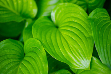Hosta leaves create a bright and lively atmosphere in any garden. Enlivens nature's symphony of...