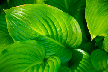Hosta leaves will bring life and vibrancy to your garden. Lush Life Green Therapy creates a...