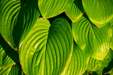 Adds life and brightness to any garden. Hosta's lush leaves create a charming chorus of greenery....