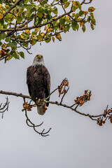 Bald Eagle (Haliaeetus leucocephalus) Perching on a Tree