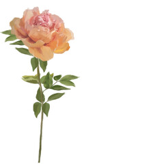 Pink peony isolated on white