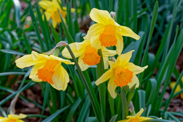 Daffodils flowers closeup
