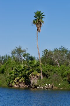 palm trees on the shore of a lake